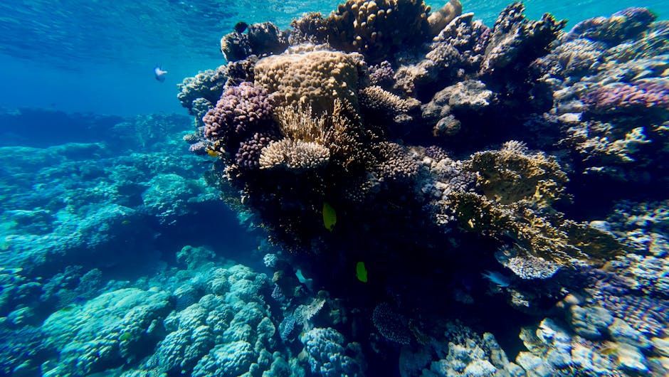Colorful coral reef ecosystem under clear blue water with diverse marine life.